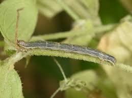 Attēlu rezultāti vaicājumam “Euphyia unangulata”