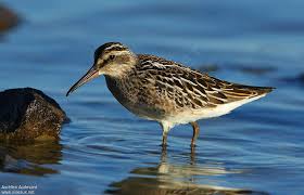 Attēlu rezultāti vaicājumam “Calidris falcinellus adult”