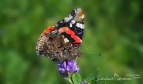 Attēlu rezultāti vaicājumam “Vanessa atalanta upperside”