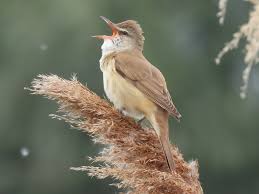 Image result for Acrocephalus arundinaceus