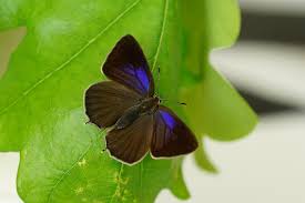 Attēlu rezultāti vaicājumam “Theclinae”