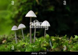 Attēlu rezultāti vaicājumam “Mycena amicta”
