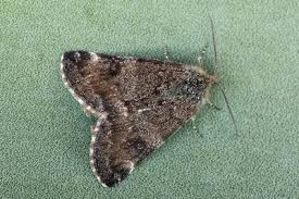 Attēlu rezultāti vaicājumam “Boudinotiana notha”