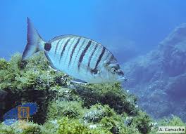 Image result for Diplodus puntazzo