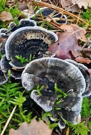 Attēlu rezultāti vaicājumam “Phellodon niger”