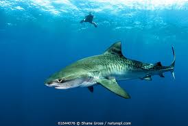 Image result for Galeocerdo cuvier