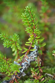 Attēlu rezultāti vaicājumam “Empetraceae”