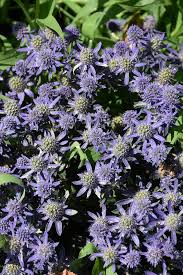 Image result for Eryngium `Blue Hobbit`