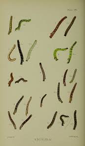 Attēlu rezultāti vaicājumam “Xanthorhoe designata”