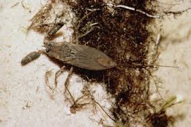 Attēlu rezultāti vaicājumam “Nepa cinerea nymph”