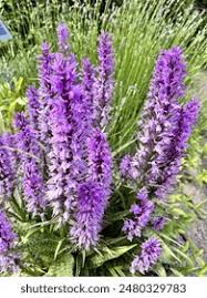 Attēlu rezultāti vaicājumam “Dactylorhiza majalis subsp. baltica flower”