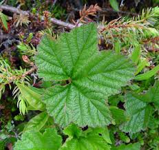 Attēlu rezultāti vaicājumam “Rubus chamaemorus flower”