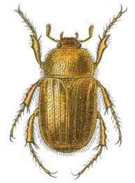 Attēlu rezultāti vaicājumam “Amphimallon solstitiale”