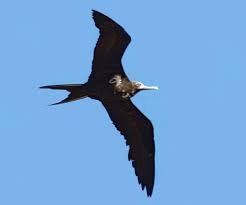 Image result for Fregata aquila