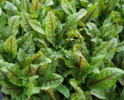 Image result for Rumex sanguineum