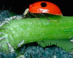 Attēlu rezultāti vaicājumam “Adalia bipunctata”