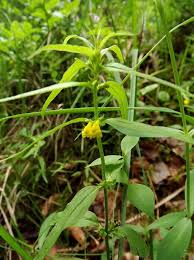 Attēlu rezultāti vaicājumam “Melampyrum sylvaticum”