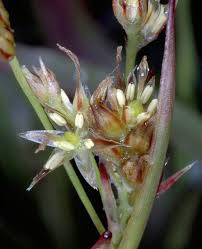 Attēlu rezultāti vaicājumam “Luzula multiflora”