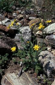 Attēlu rezultāti vaicājumam “Senecio vernalis flower”
