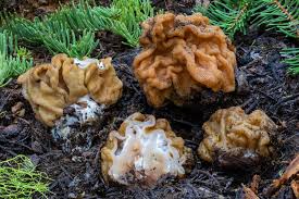 Attēlu rezultāti vaicājumam “Gyromitra gigas”