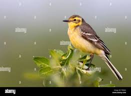 Attēlu rezultāti vaicājumam “Motacilla citreola male”