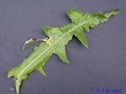 Attēlu rezultāti vaicājumam “Lactuca sativa”