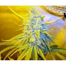 Resultado de imagen para la marihuana channel