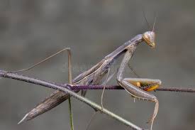 Attēlu rezultāti vaicājumam “Mantis religiosa”