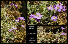 Attēlu rezultāti vaicājumam “Aubrieta deltoidea”