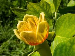 Attēlu rezultāti vaicājumam “Liriodendron tulipifera”