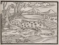 Image result for "Scyphus Nestoris"