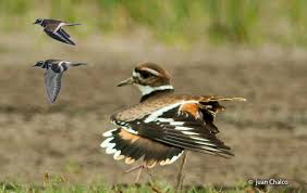 Image result for Charadrius vociferus