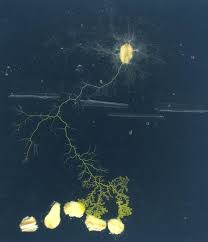 Attēlu rezultāti vaicājumam “Physarum straminipes plasmodium”