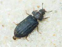 Attēlu rezultāti vaicājumam “Grynocharis oblonga”