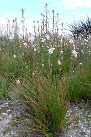 Image result for Asphodelus fistulosus