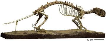 Attēlu rezultāti vaicājumam “Carnivora”