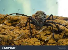 Attēlu rezultāti vaicājumam “Monochamus urussovi”