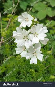 Attēlu rezultāti vaicājumam “Malva moschata alba”