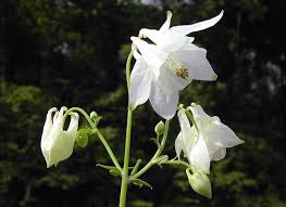 Image result for Aquilegia vulgaris