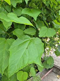 Attēlu rezultāti vaicājumam “Catalpa ovata fruit”