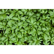 Image result for Gartenkresse