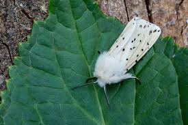 Attēlu rezultāti vaicājumam “Diaphora mendica”