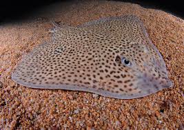 Image result for Raja radula