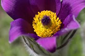Attēlu rezultāti vaicājumam “Pulsatilla pratensis flower”