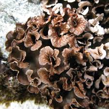 Attēlu rezultāti vaicājumam “Peltigera polydactylon”