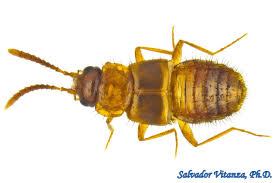 Attēlu rezultāti vaicājumam “Staphylinidae”