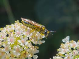 Attēlu rezultāti vaicājumam “Tenthredo scrophulariae exuvia”