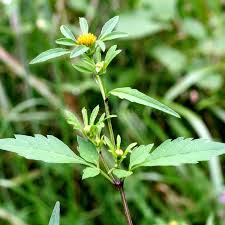 Attēlu rezultāti vaicājumam “Bidens tripartita fruit”