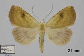 Attēlu rezultāti vaicājumam “Rivula sericealis”