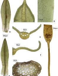 Attēlu rezultāti vaicājumam “Pottiales”